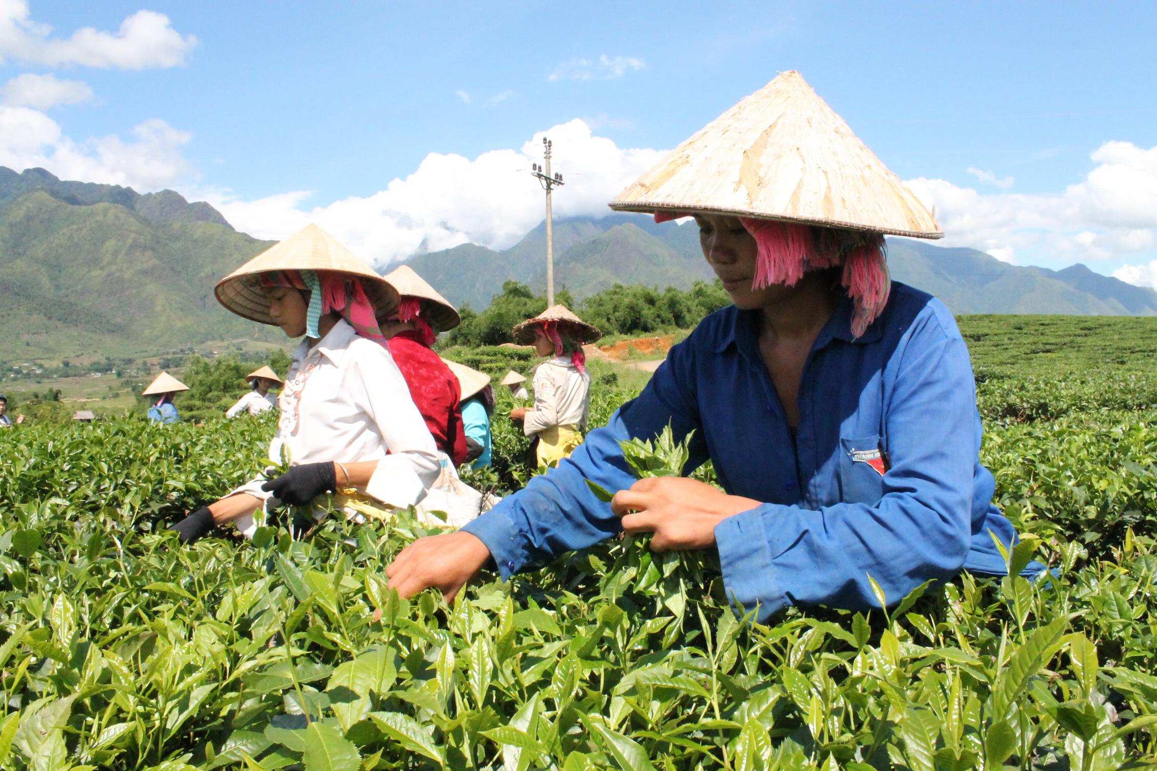 Poursuivre les efforts d expansion à l international du café et du thé vietnamiens